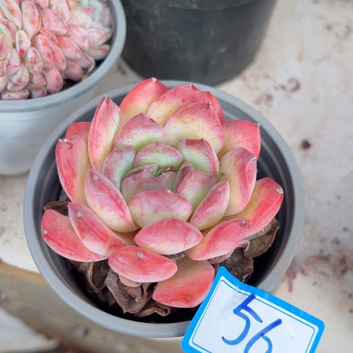 56雪夜平平安安健健康康