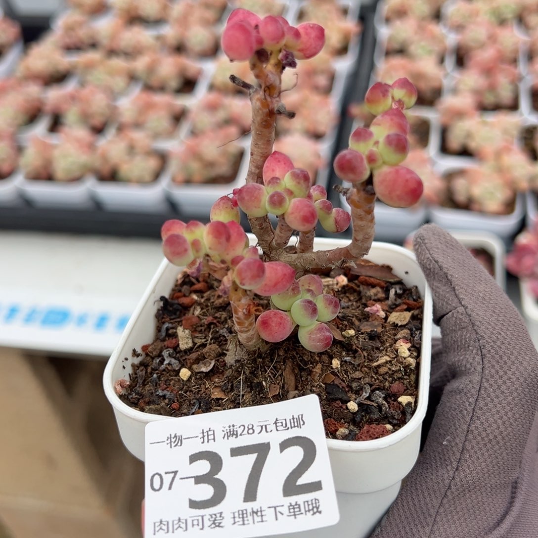 金*豆果冻乙女心多肉多肉多肉多肉