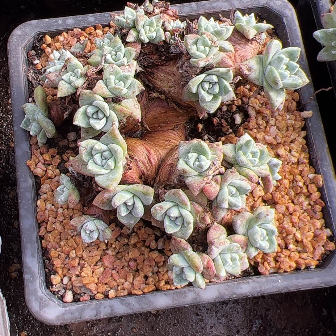 4830苹果叶杂交仙女杯