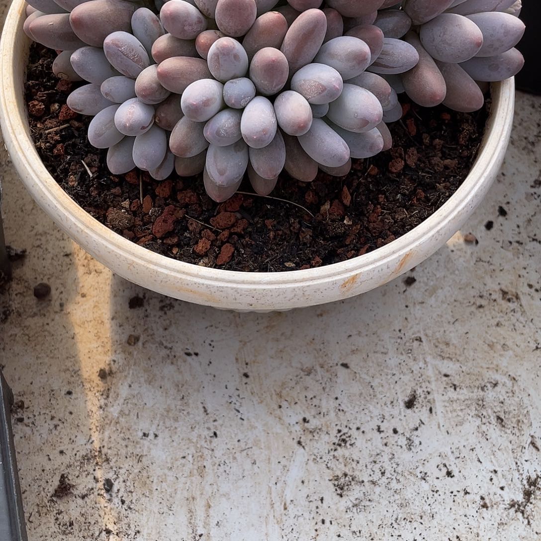 跳***虫多肉植物福力链接