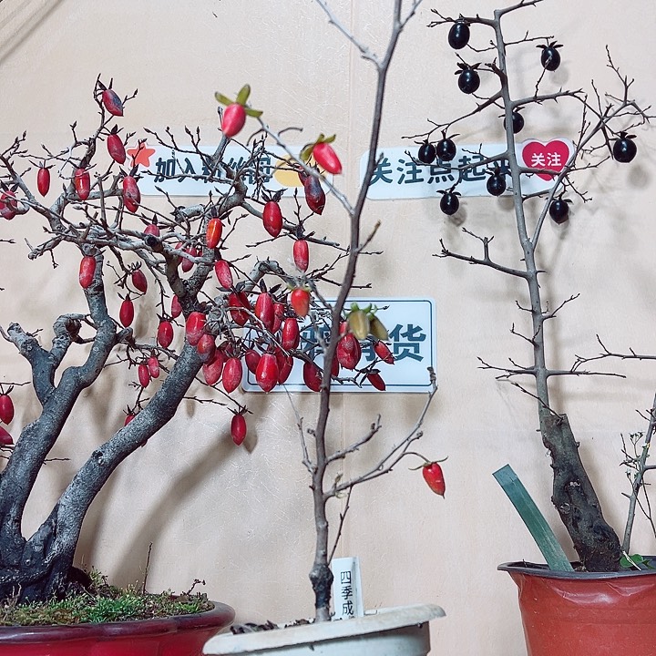 半***生无花朵哈哈哈哈哈