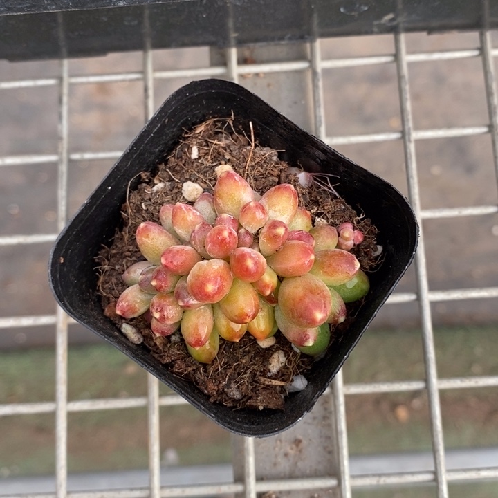 伯克利和格兰的故事是