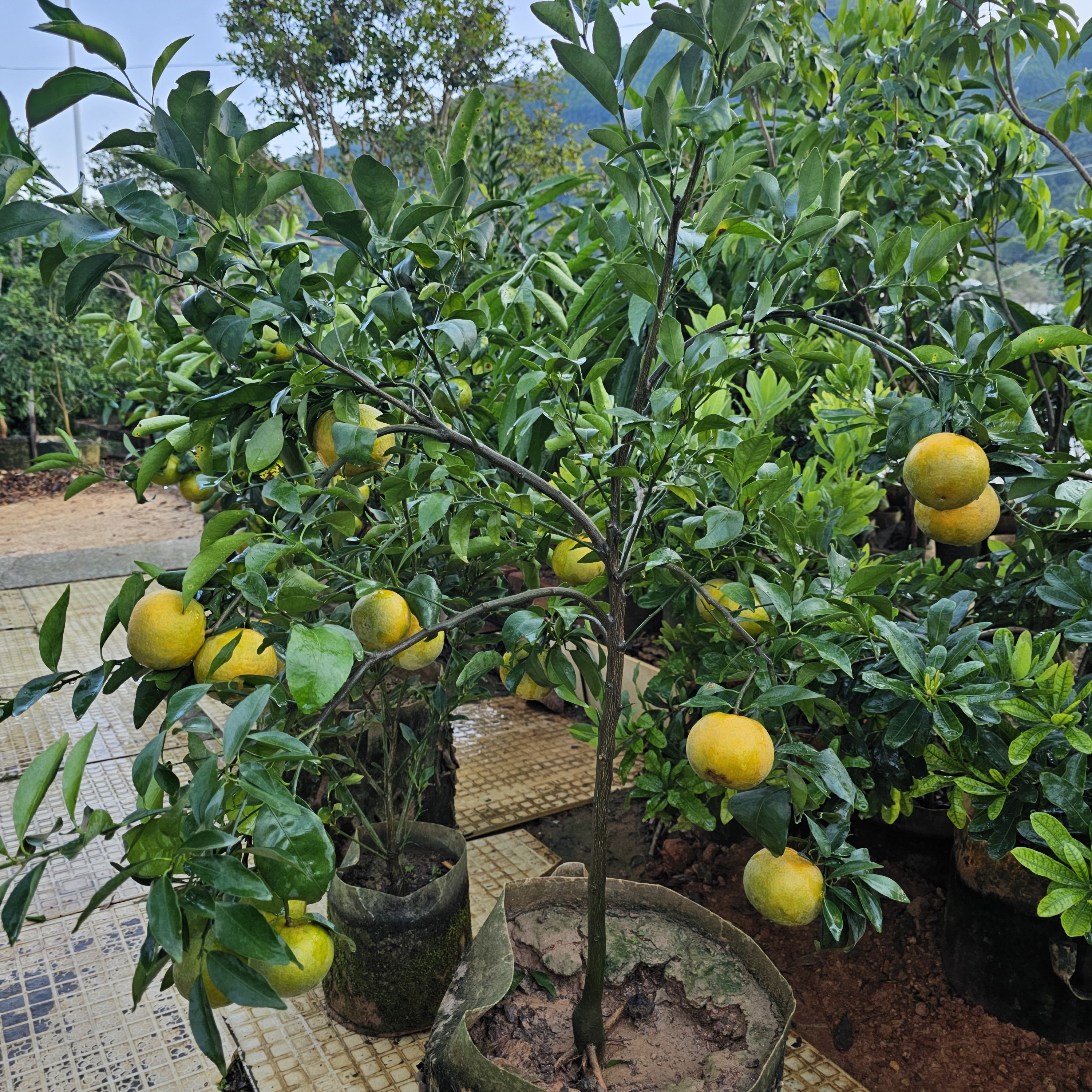 柑橘盆栽绿植四季带果观赏南北方庭院阳台带土发货