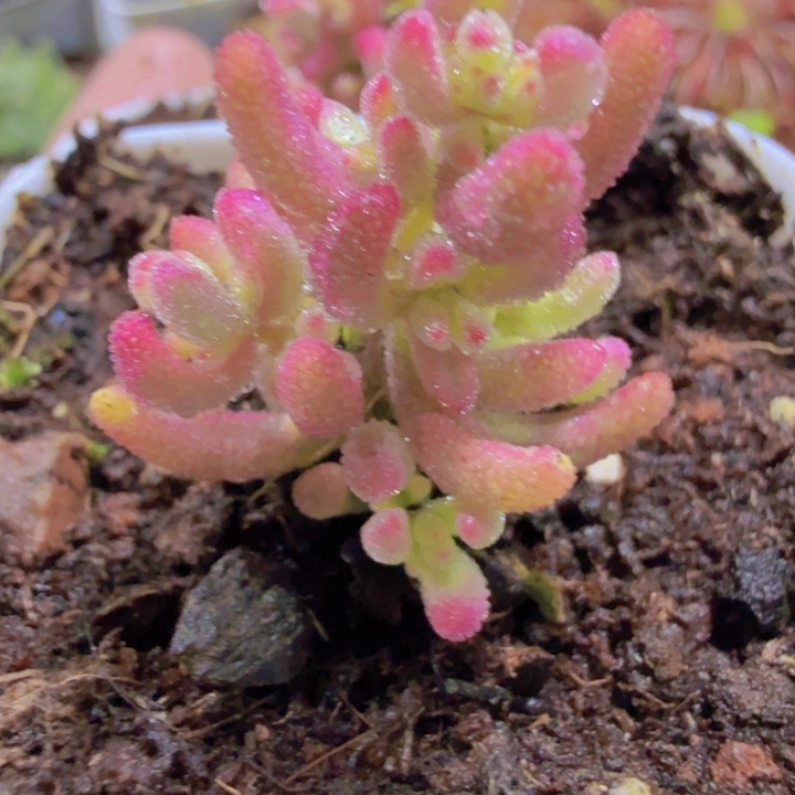 红宝石锦王炸一颗