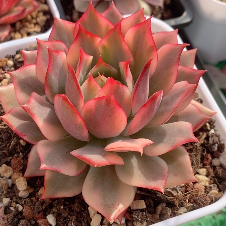 宝莲灯锦多肉锦景天