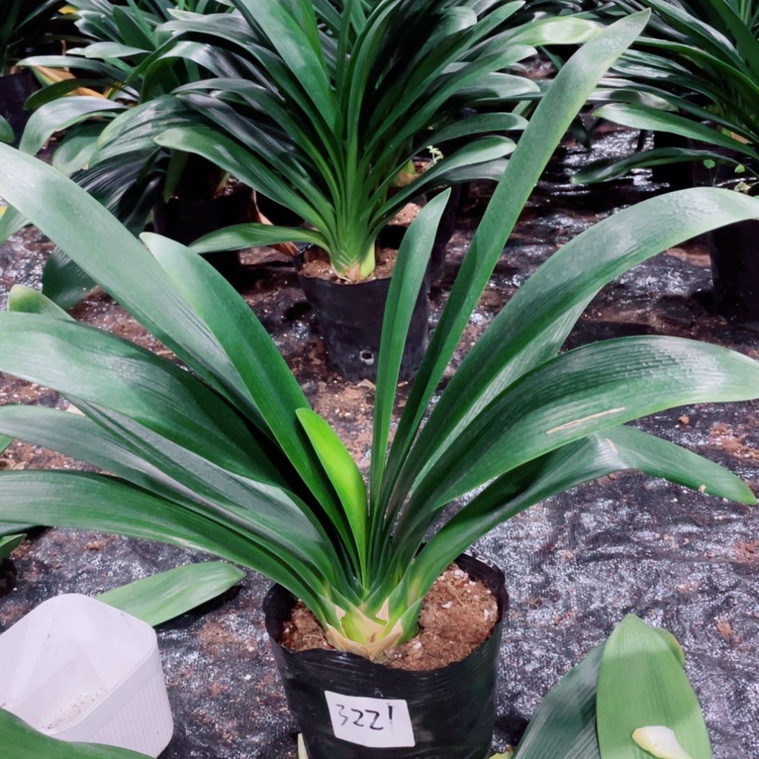 *****完全开放君子兰3221