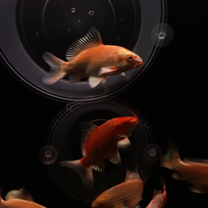 观赏鱼蝴蝶鲤大鳍大尾冷水鱼普身普短活体锦鲤