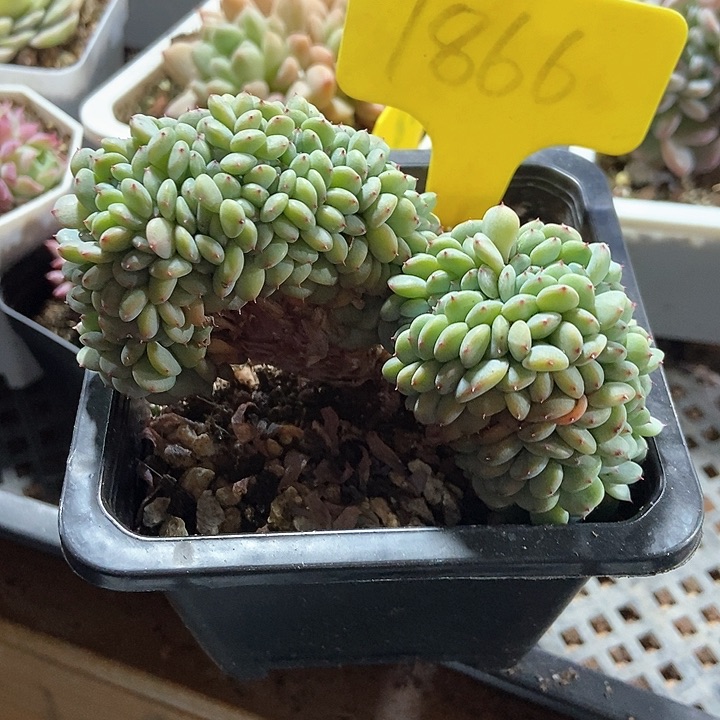 多肉植物1866多肉