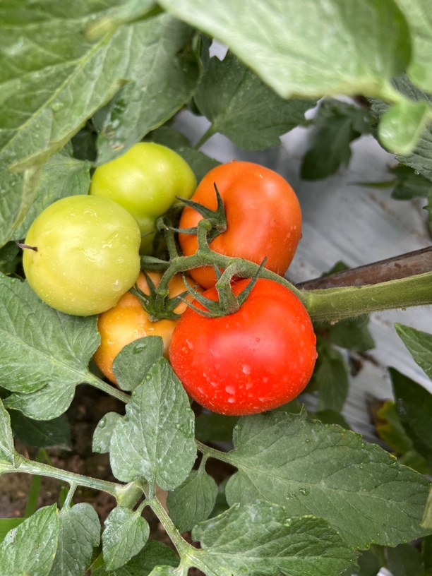峨眉山高山露天粉番茄 酸甜番茄 农家自种 现摘现发