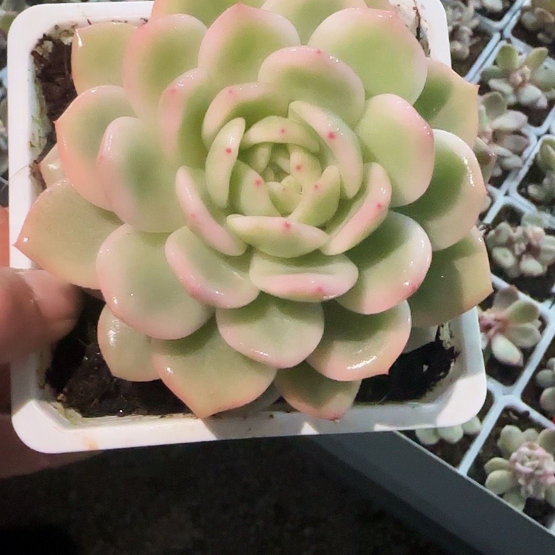 梦露锦大单头多肉植物