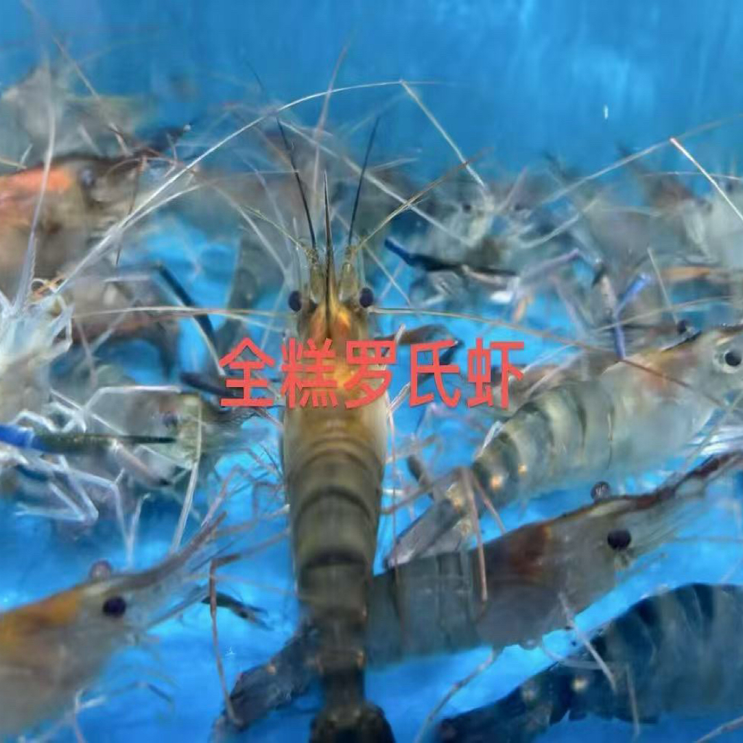 鲜活罗氏虾大个头新鲜肉质鲜美中500g16-18只