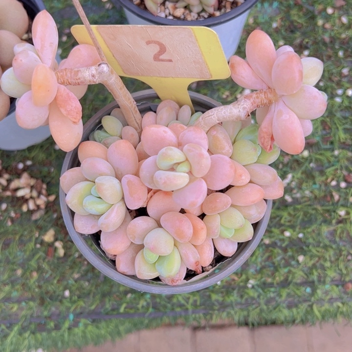 健健康康平平安安