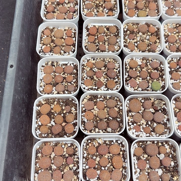 好喜欢看肖蘸在线057不