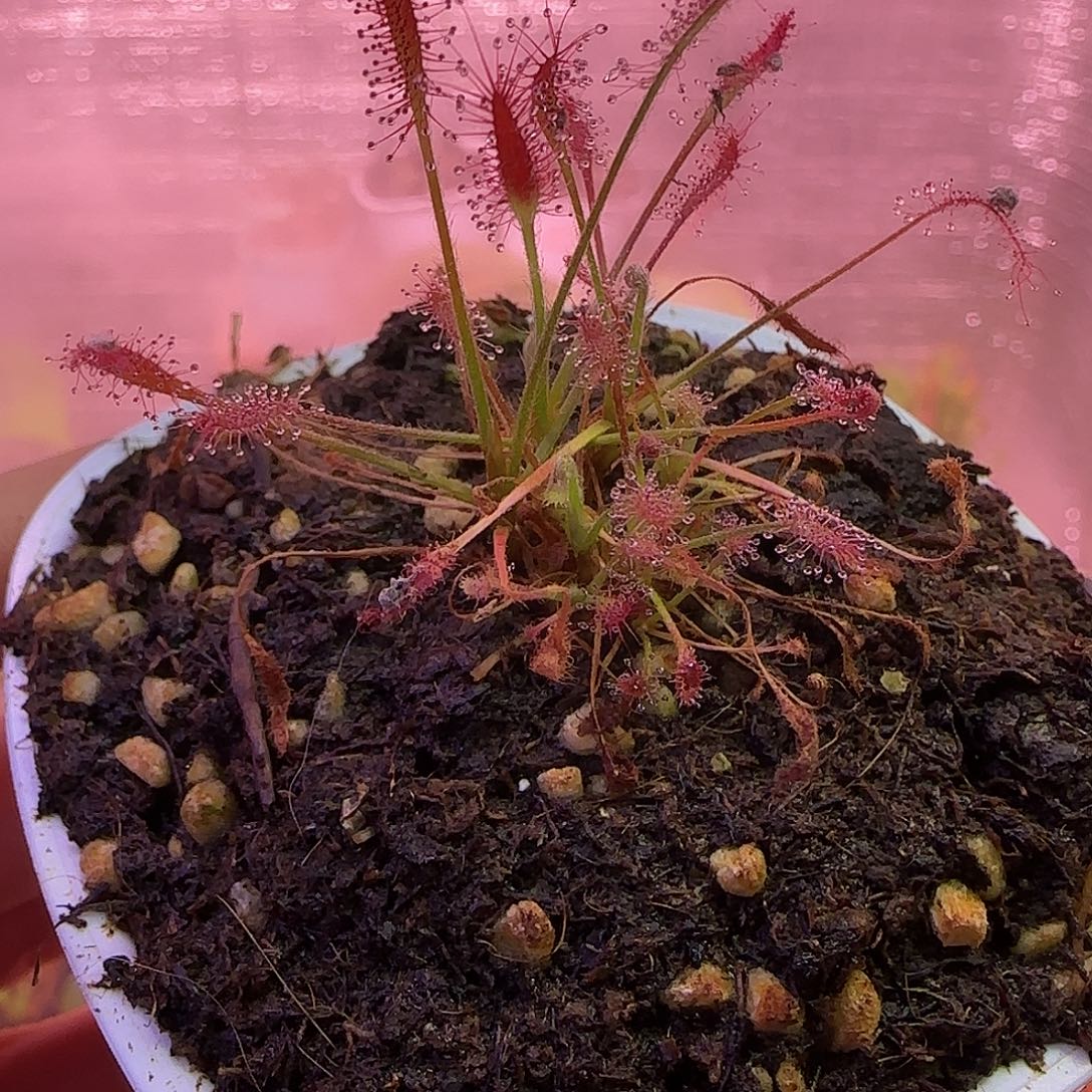 无花朵专拍艳红茅膏菜