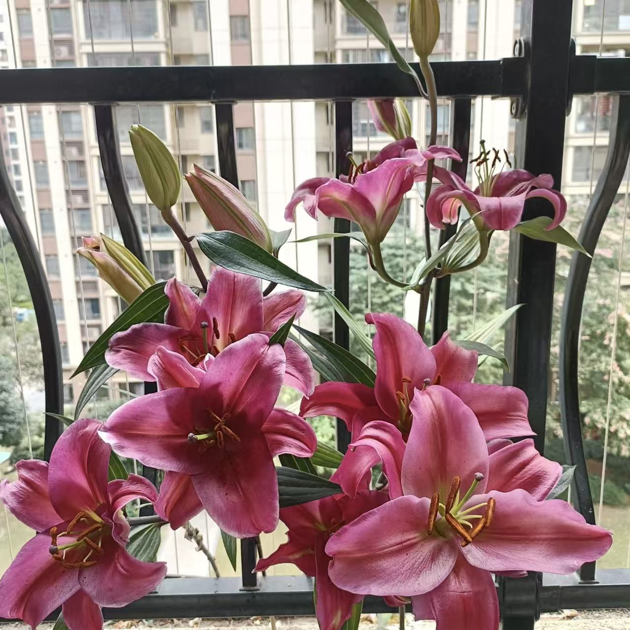 《鸿运当头》1颗大球单瓣百合盆栽阳台庭院地栽盆栽