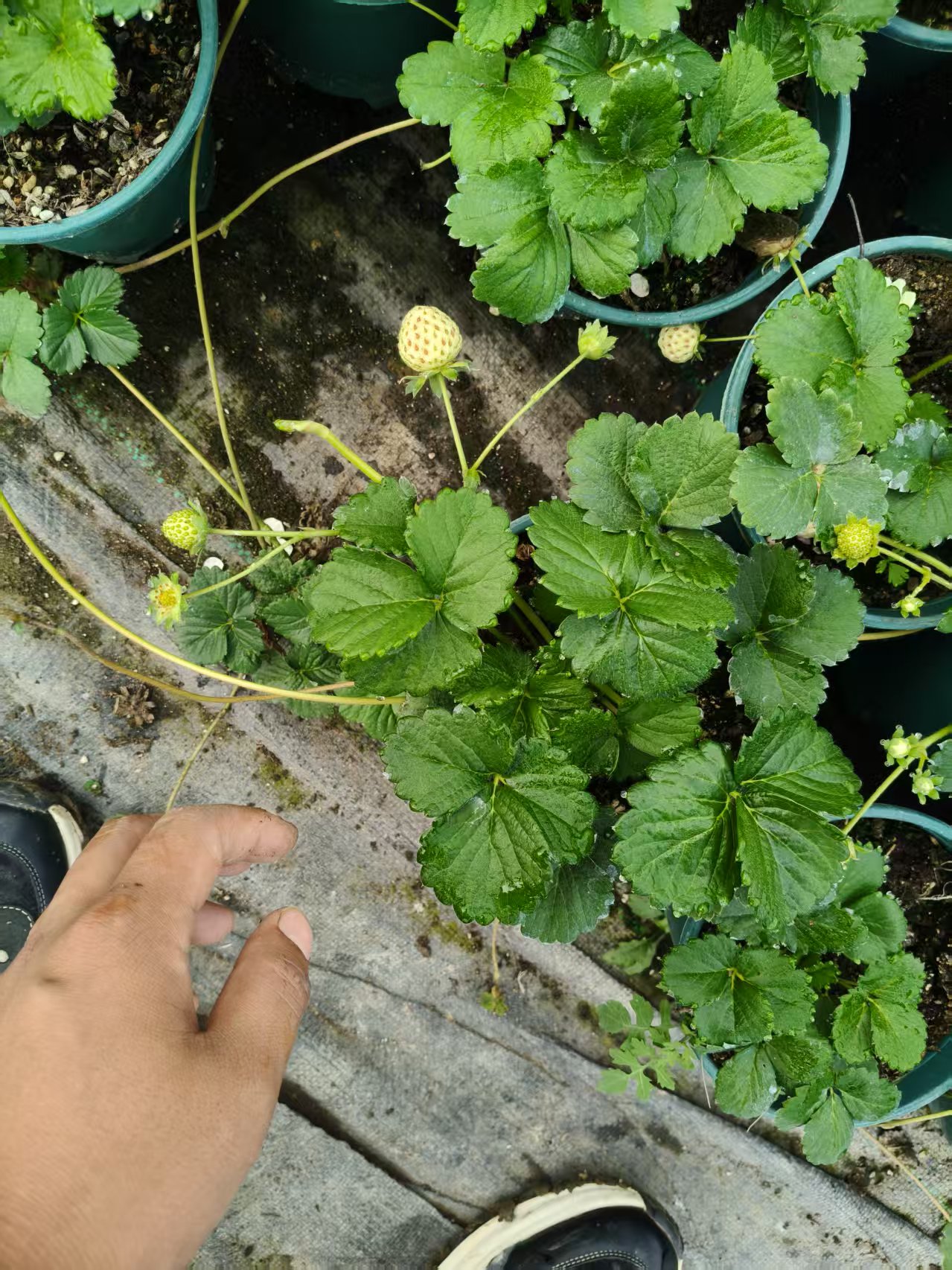 越雪飞；草莓盆载；阳台庭院种植好养活