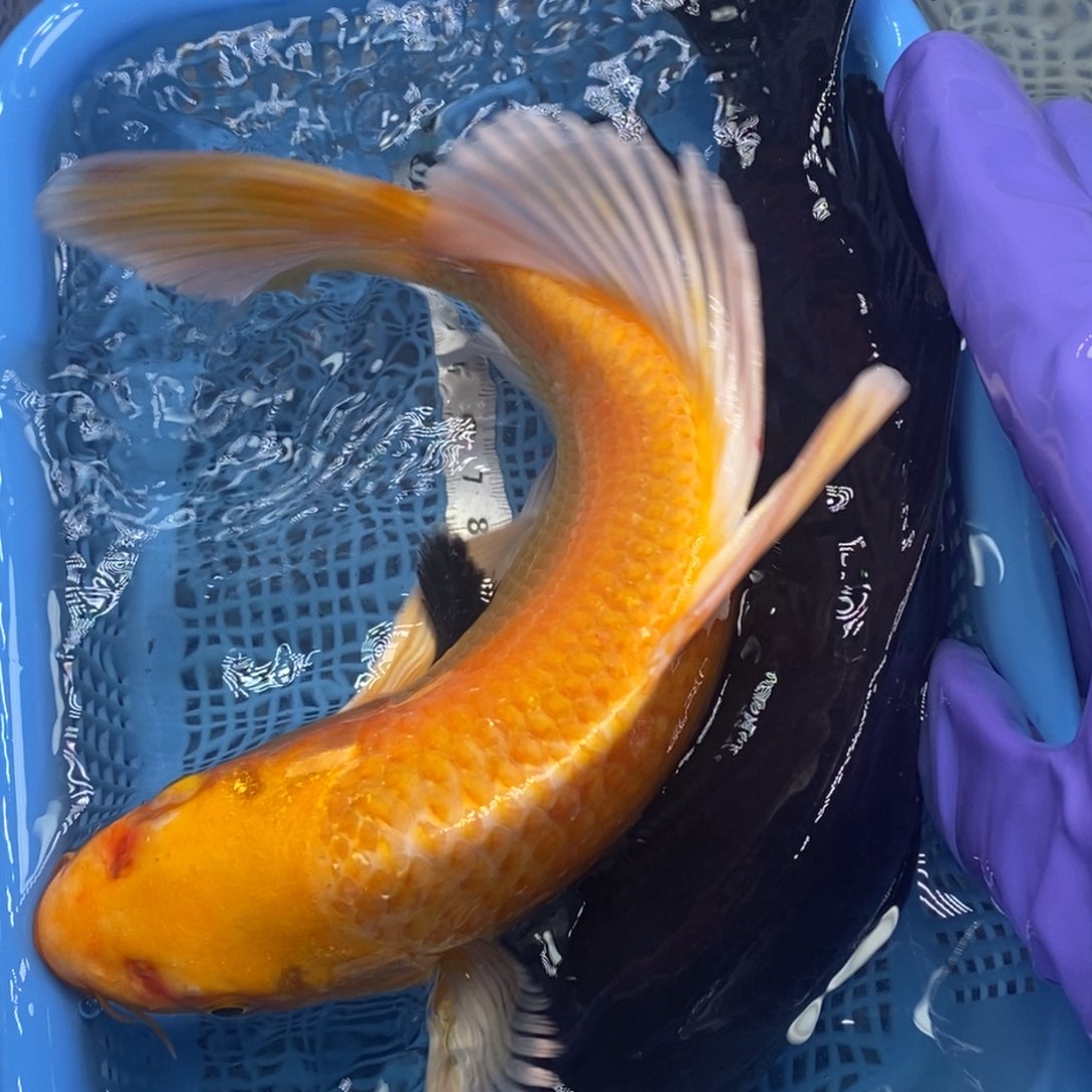 锦鲤冷水锦鲤包邮