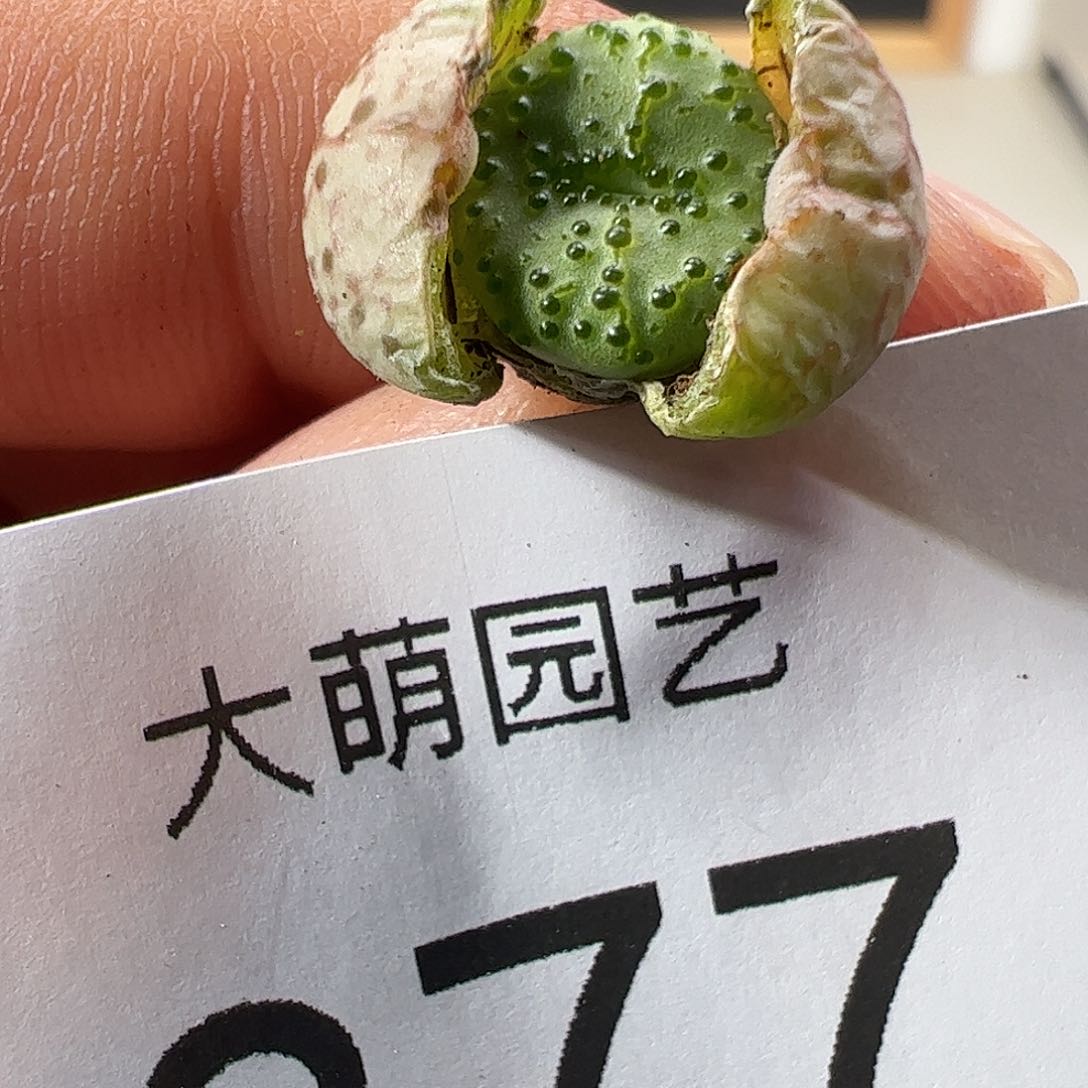 0000377 一物一拍……