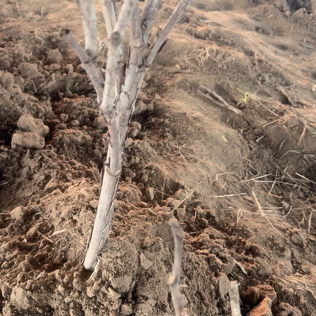 无花朵1111111111111