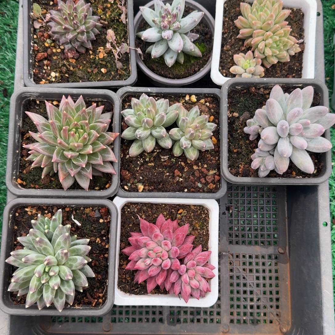 无花朵一筐八颗美人系盲盒