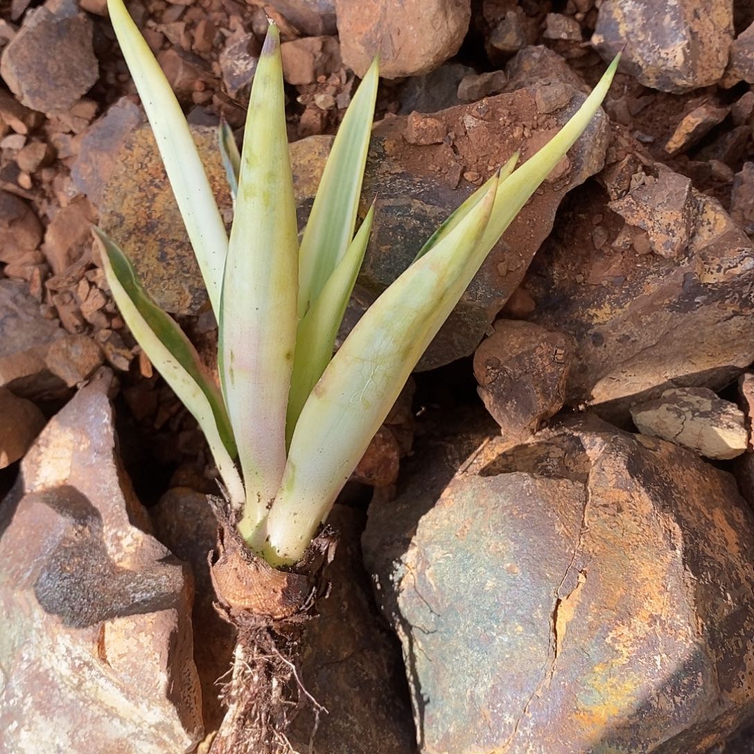 曼陀罗龙舌兰系列的产品1