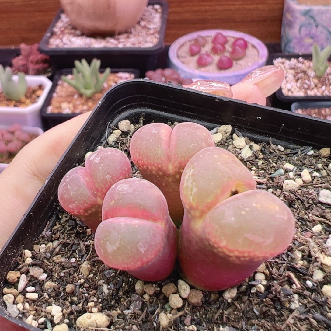 43特特特特特特特特