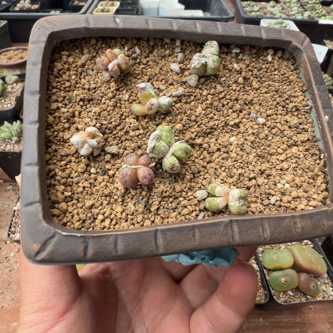 3-33肉锥多肉植物，