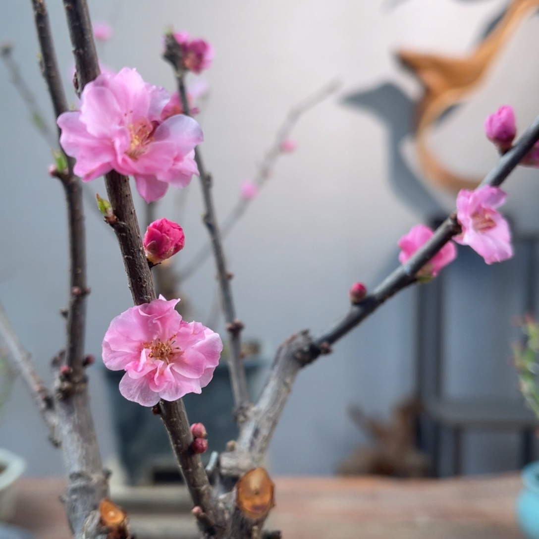 微月季盆景11111