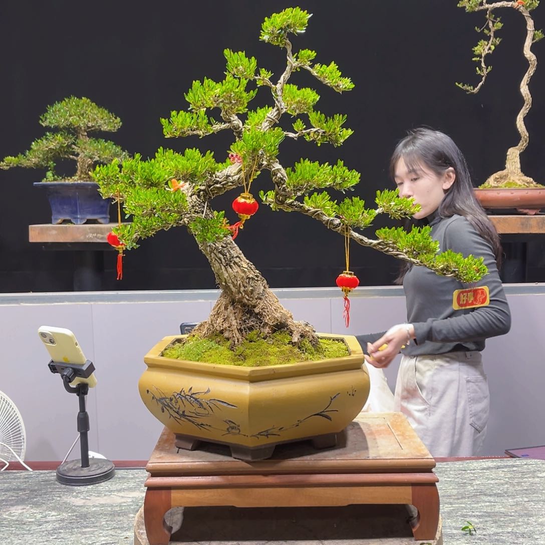 四季常青老桩黄杨盆景