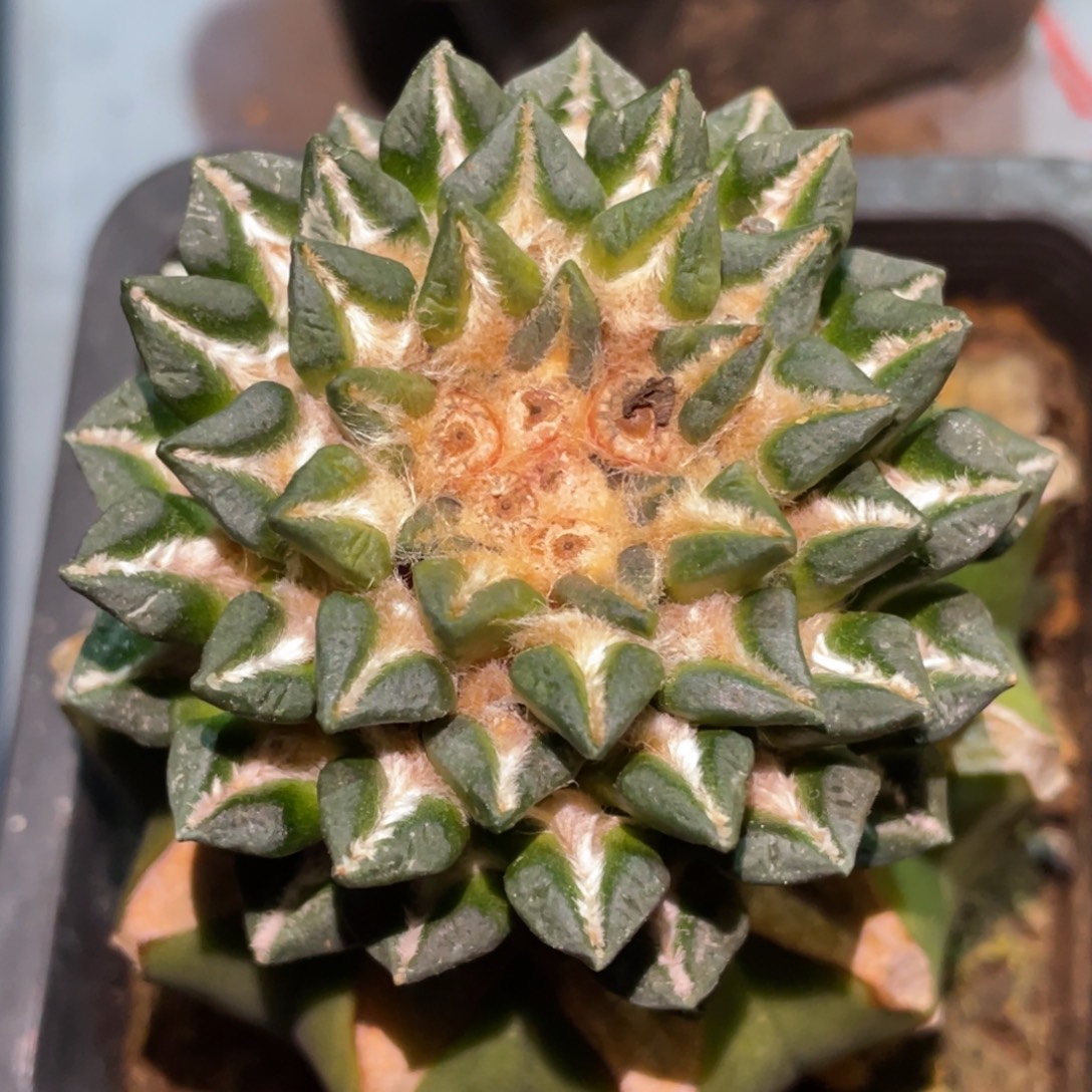 无花朵姬牡丹 仙人球开花