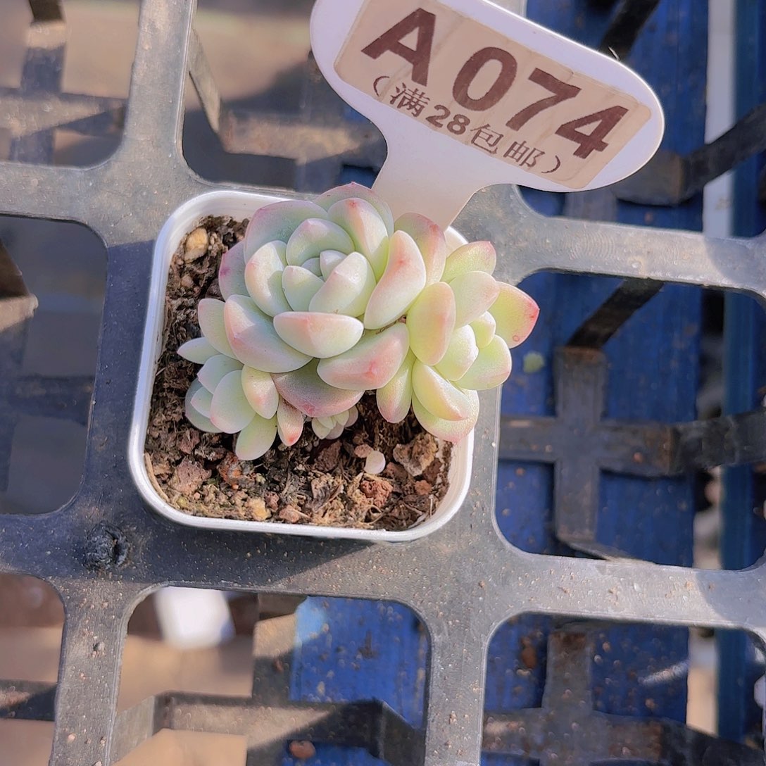 A074冰玉一物一拍