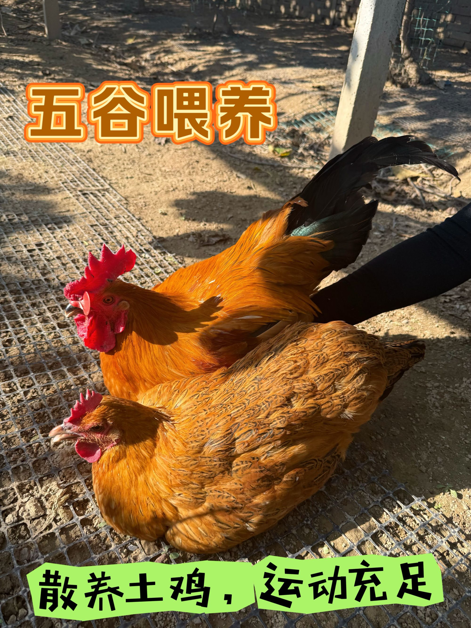 一公一母 三百天散养土鸡农家鸡 八斤左右 （默认杀好，鲜活备注）