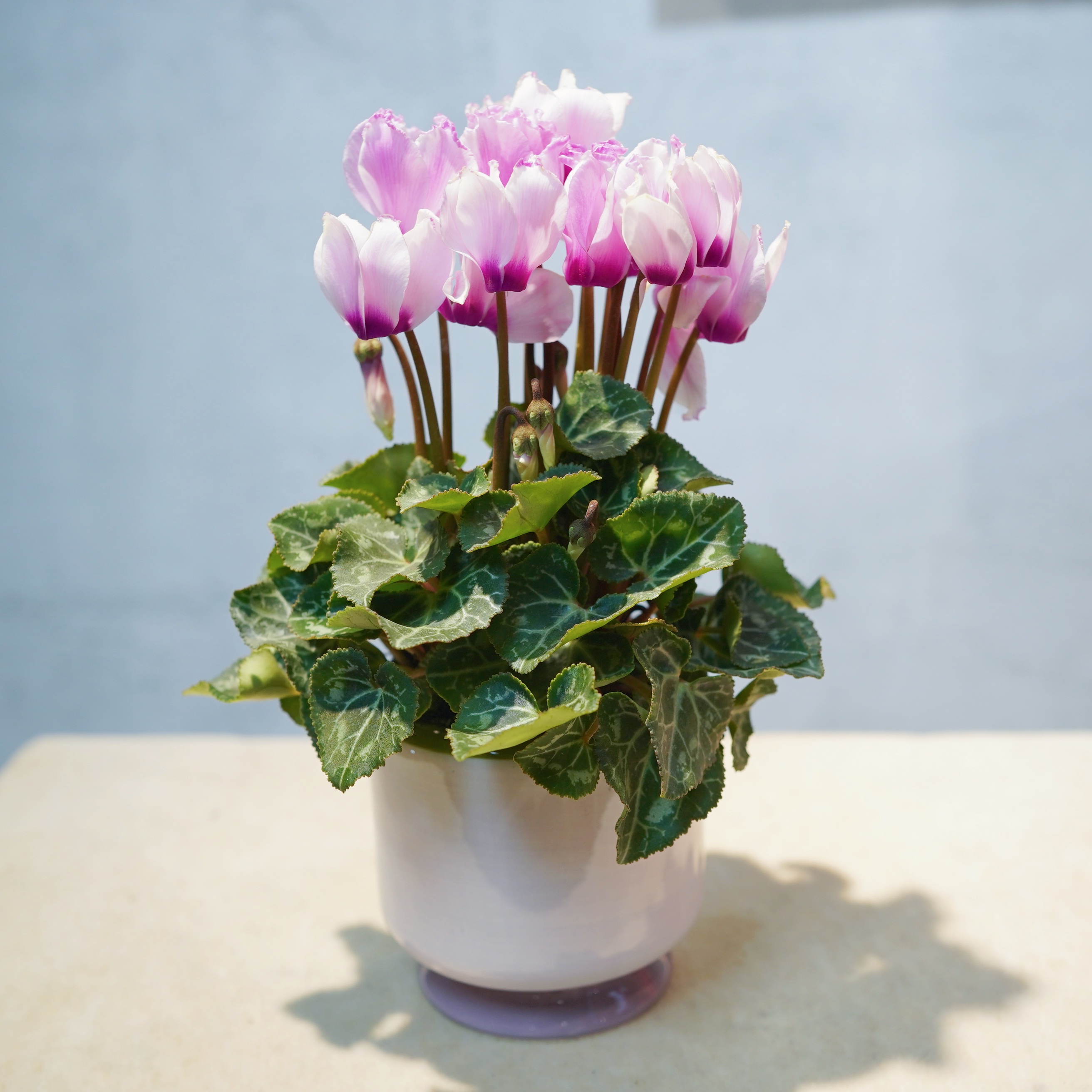 仙客来红色粉色粉紫色盆栽喜庆花期长爆花带花苞室内花卉四季开花