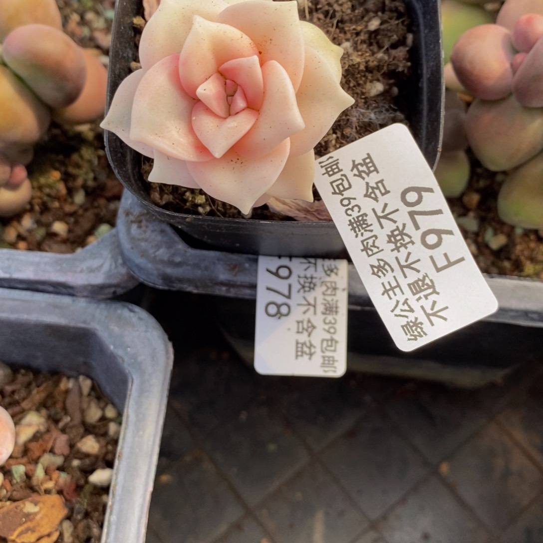 彩虹锦979/3cm多肉