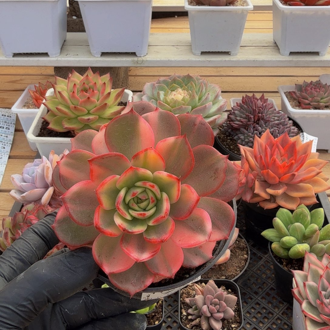 1110-71弗拉门戈锦