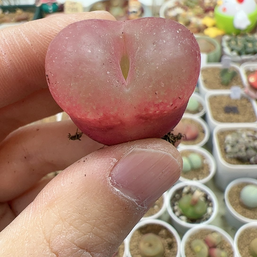 【闪购商品】31 福利超毛