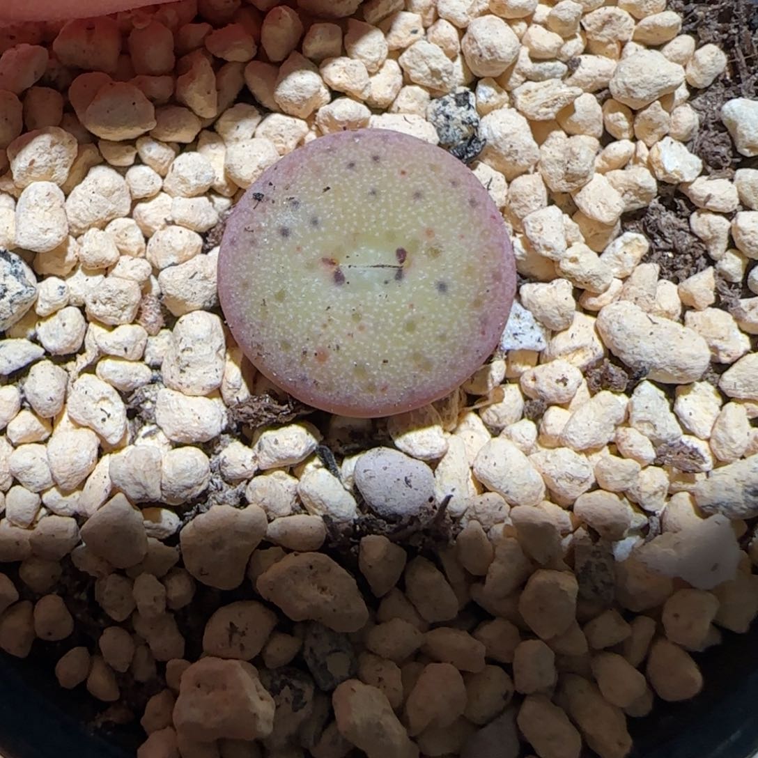 肉锥多肉植物百科-杂交大饼（1.0）1021