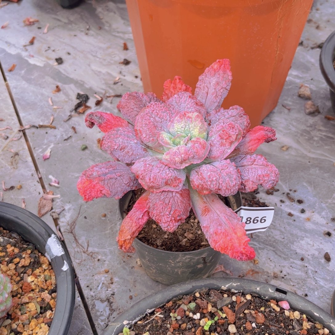 蓝爵多肉植物1866