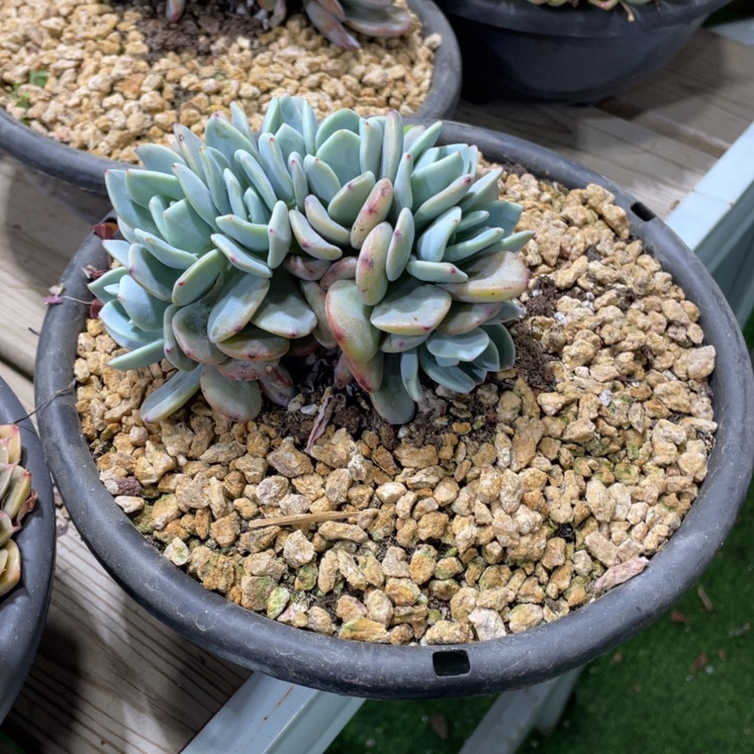 豆总多肉白月光朵缀