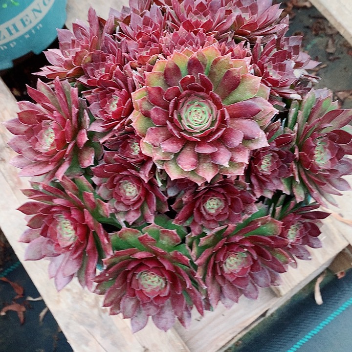 红魔法师图片多肉植物