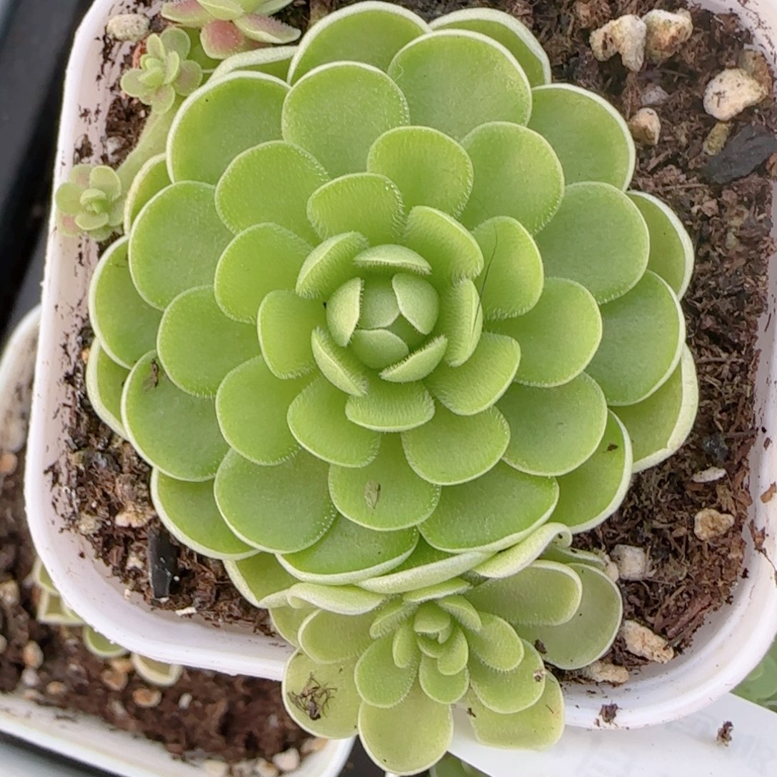 弈***给花语多肉1203-315