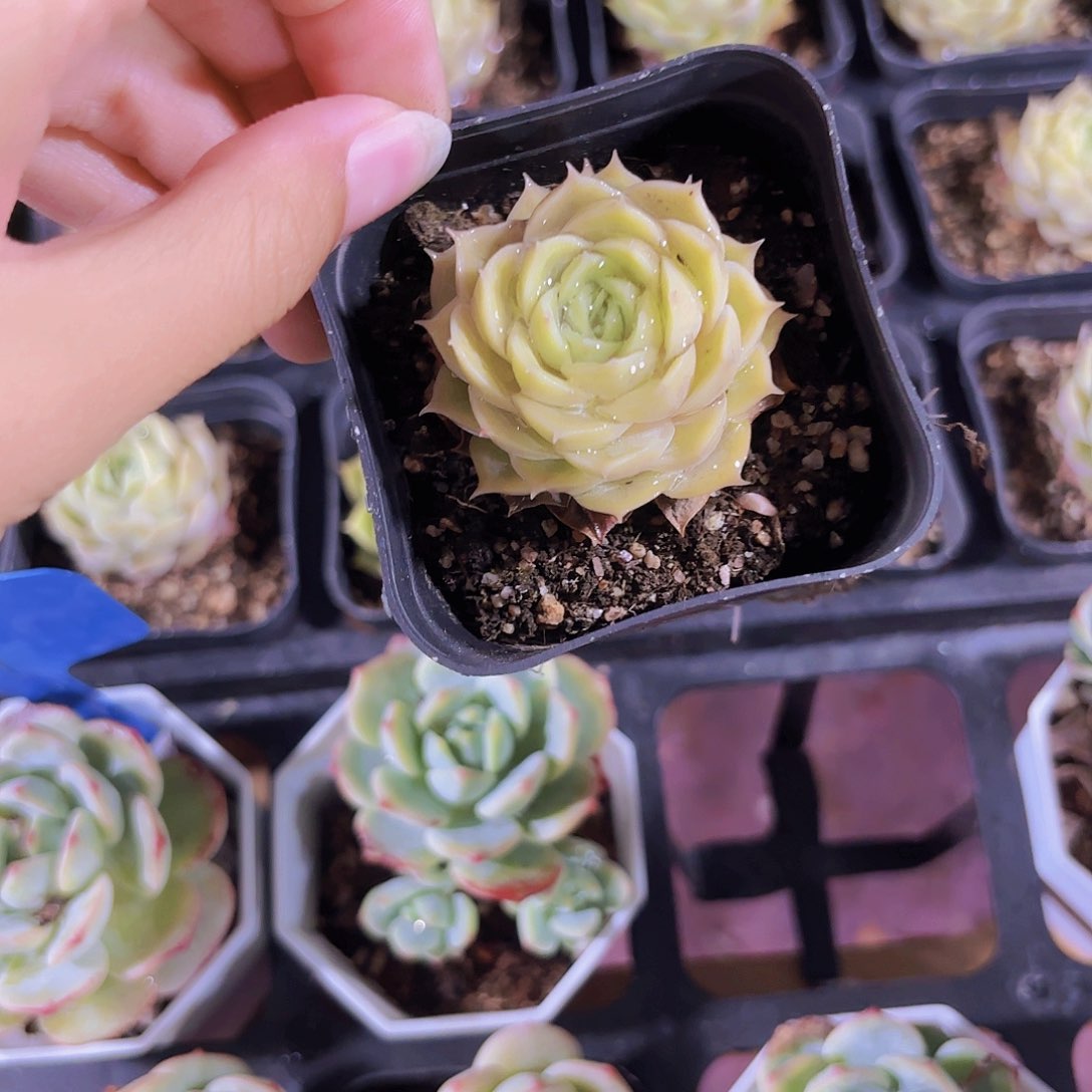 精品昂斯诺多肉植物