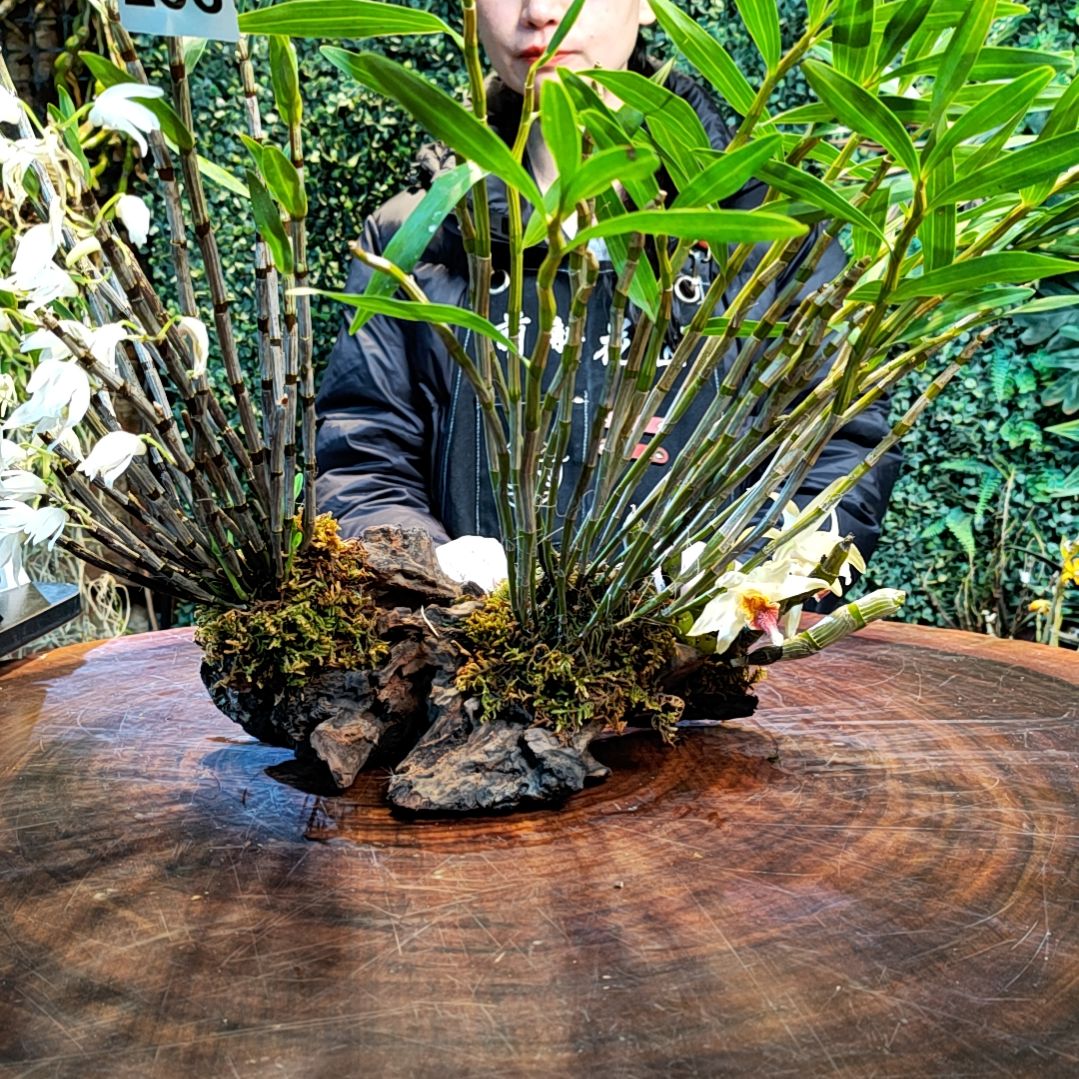 【闪购商品】298铜皮，叠鞘，尖刀唇花