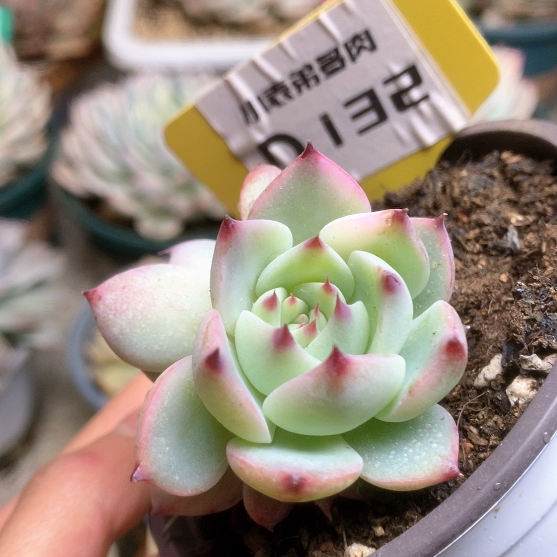 132锦锦锦锦锦锦锦