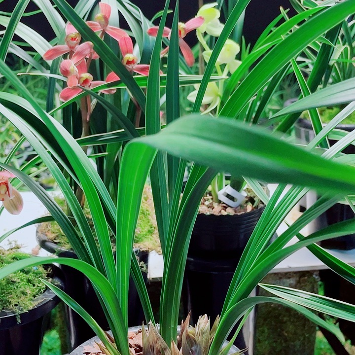 追***人完全开放一物一漂亮