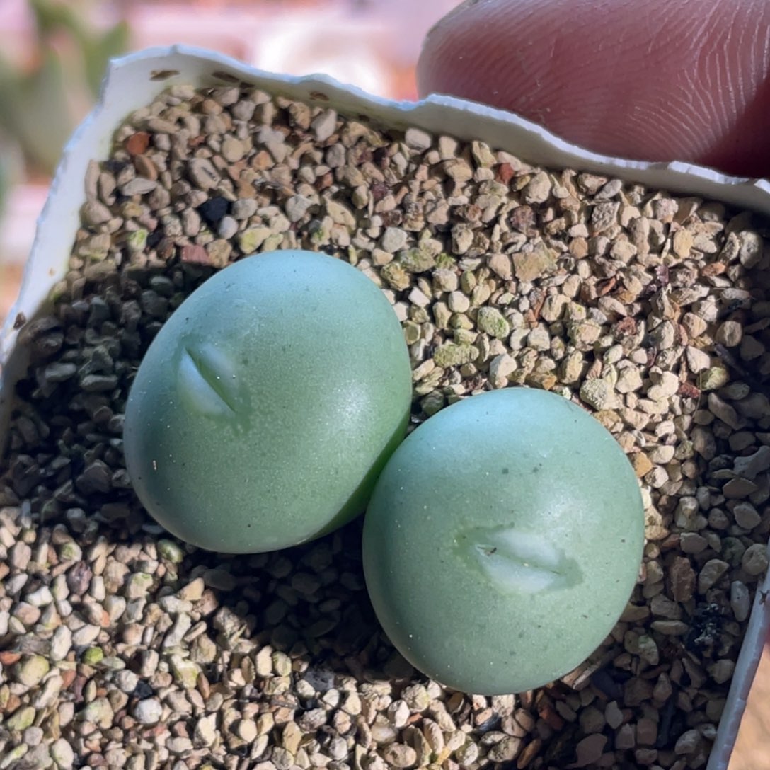 双头白花大g嘟嘟嘴植物一物一拍