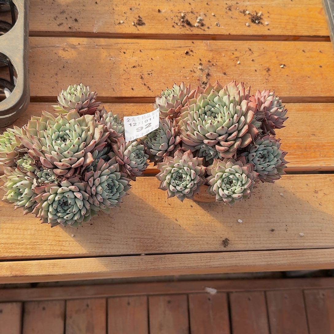 旺***爷1201-92绿爪群生两个