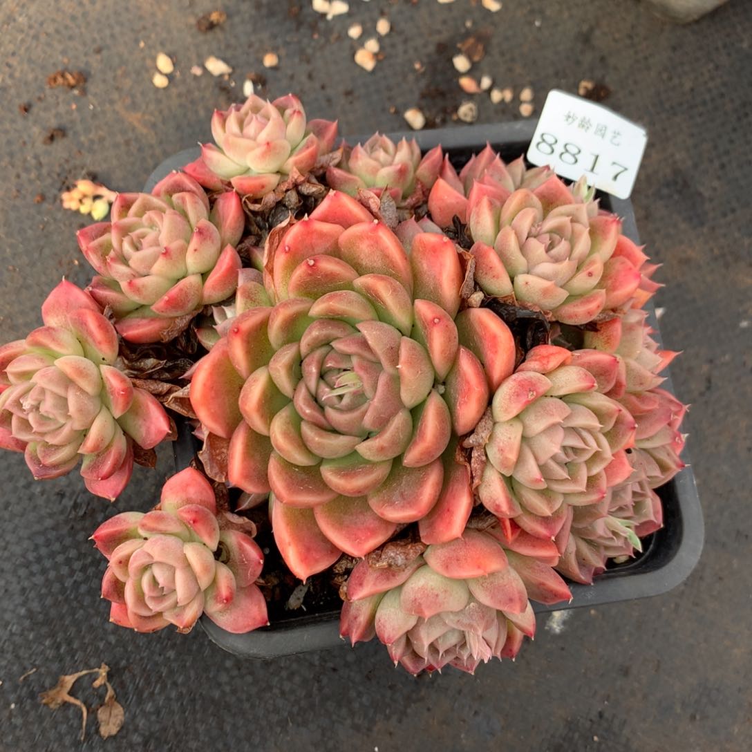 8817杂交多肉老桩