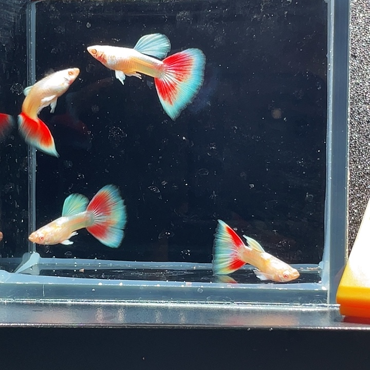 孔雀鱼3.蓝白玻璃猫4条