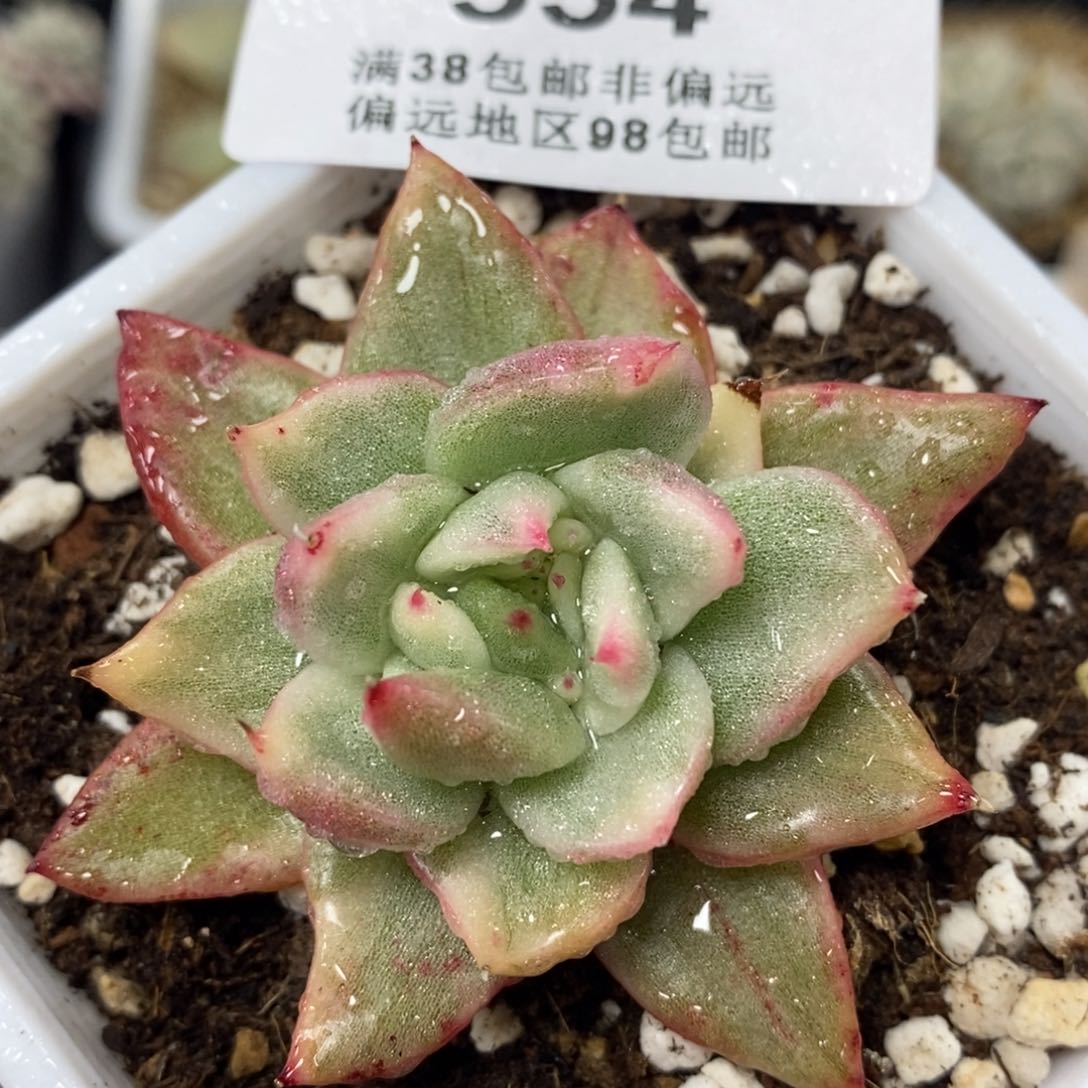 554虎斑玛丽亚锦单头